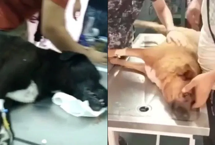 Hayvanseverler o uygulamaya tepki gösteriyor: Köpek ölümlerinde parmağı mı var?