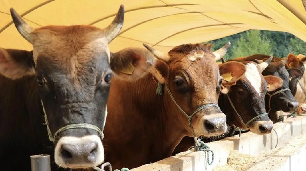 Samsun’da kurban kesim yerleri açıklandı