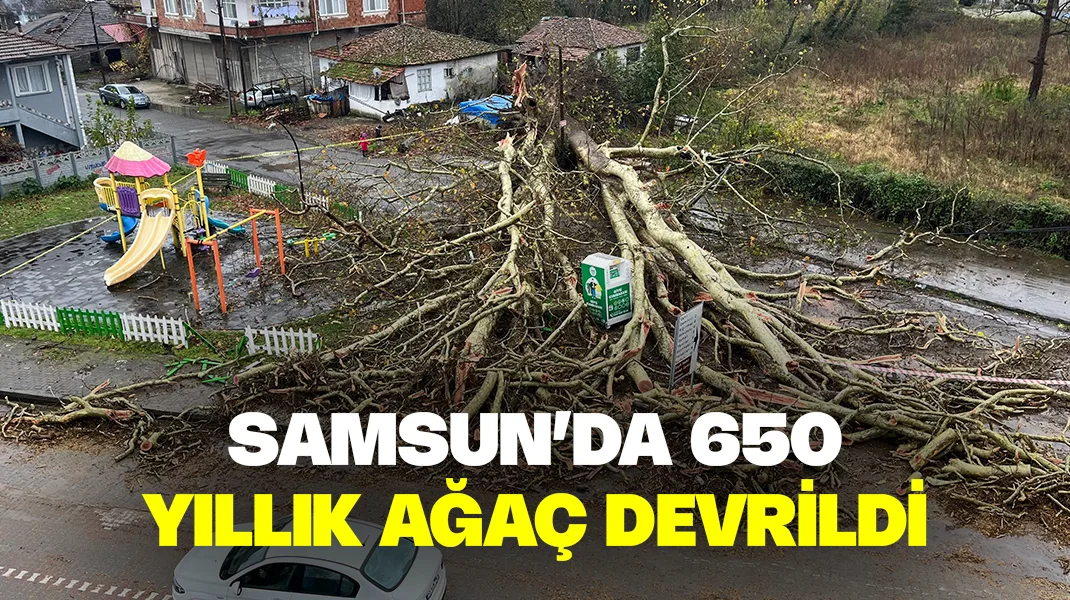 Samsun’da 650 yıllık ağaç devrildi