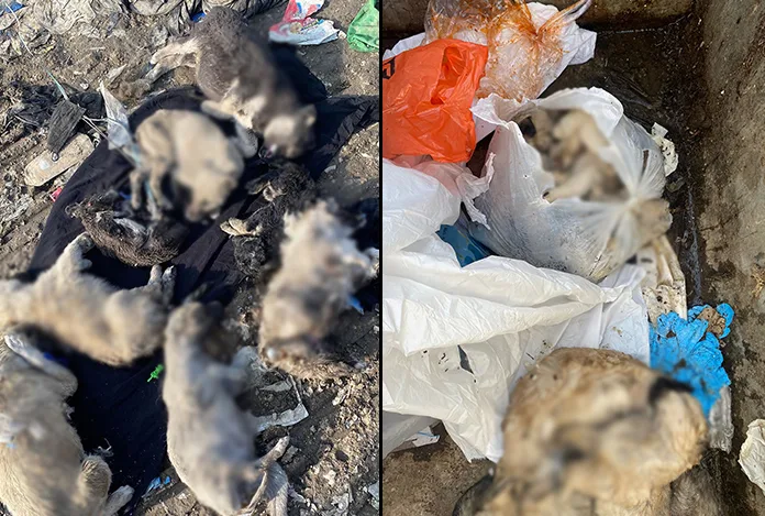 Ağrı’da sokak köpeklerine katliam iddiası