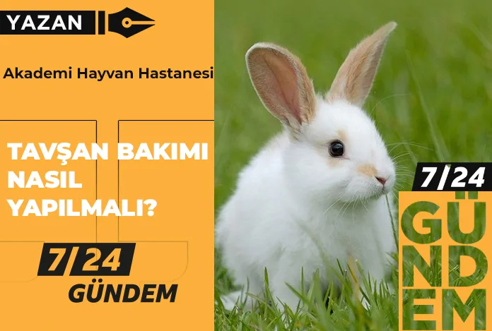 Tavşan bakımı nasıl yapılmalı?