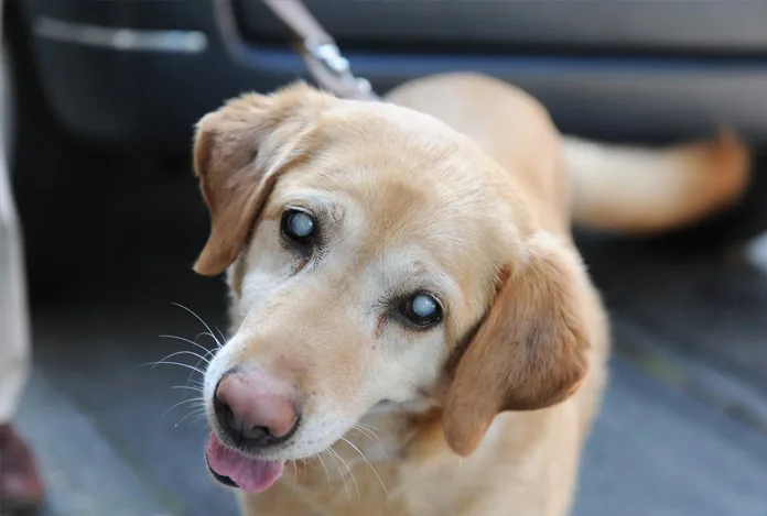 Köpeklerde katarakt hastalığı: Nasıl anlaşılır, tedavisi nedir?