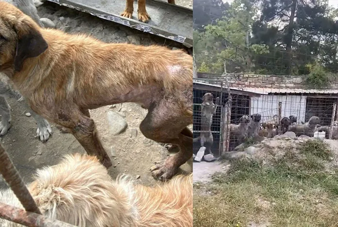 Yakakent’te hayvanlara ölüm barınağı!
