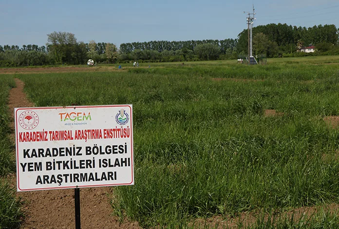 “Samsun yem bitkilerinde söz sahibi olacak”