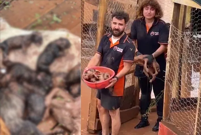 Ruhsatsız barınaktaki köpekler boğularak can verdi