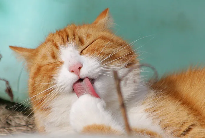 Üç kedi mamasında tehlikeli kimyasal bulundu