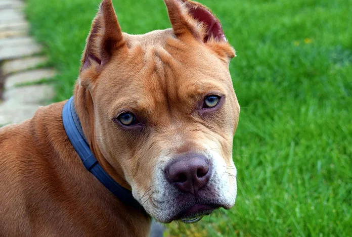 Pitbullar insan elinde katilleşiyor