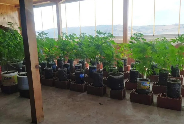 Evin terasını kenevir tarlası yapmış