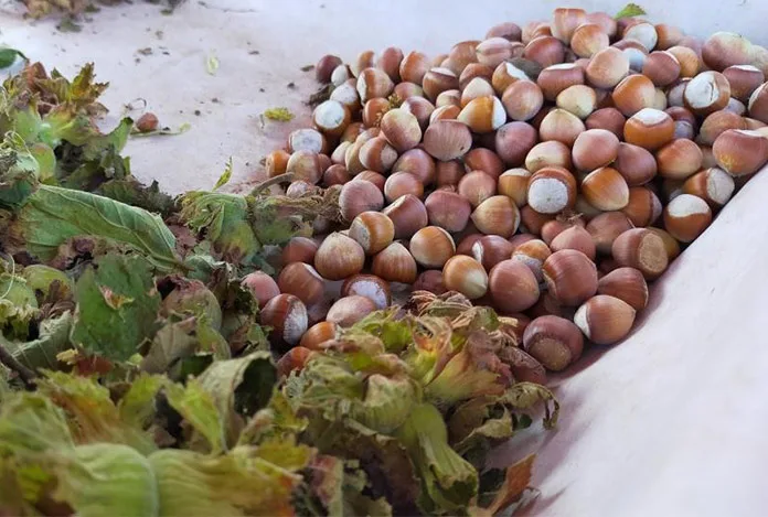 “Fındık üreticisini kartellerin elinden kurtacağız”