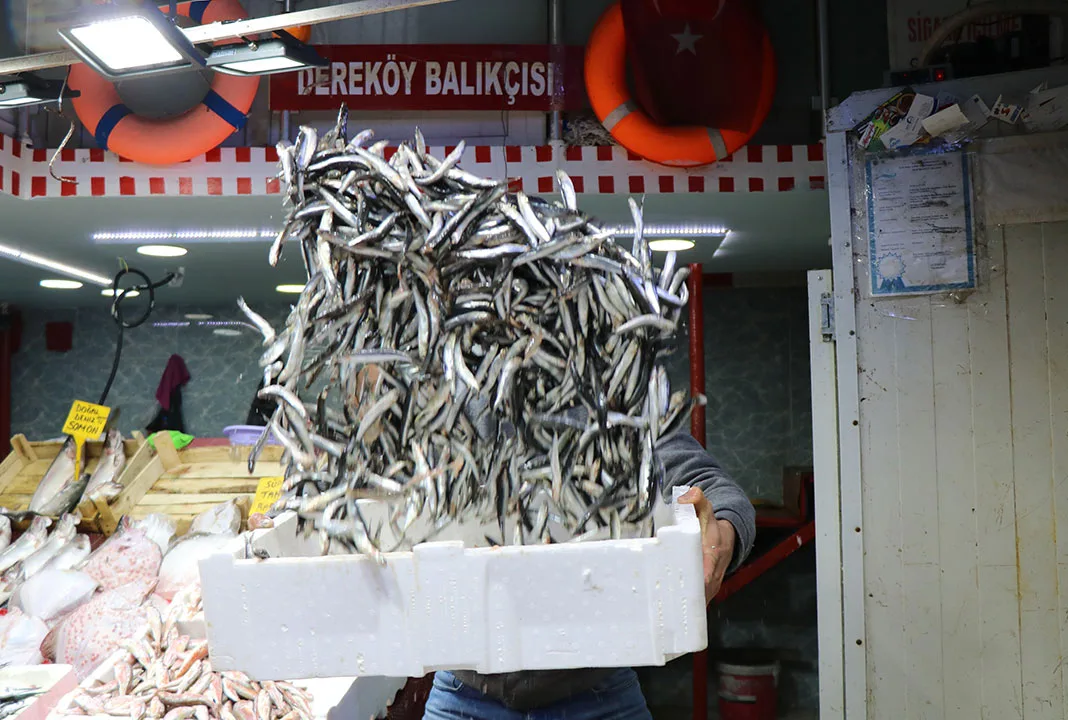 Samsun’da balıkçılar şaşkın!