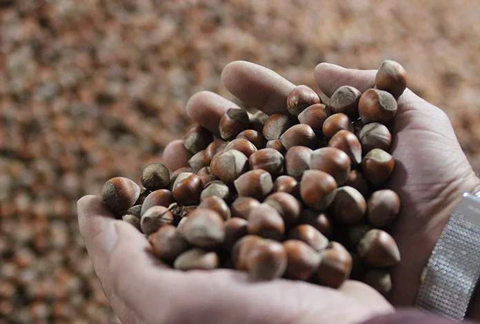 Fındıkta büyük oyun!