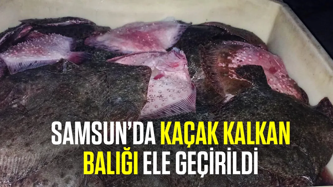 Samsun’da kaçak kalkan balığı ele geçirildi