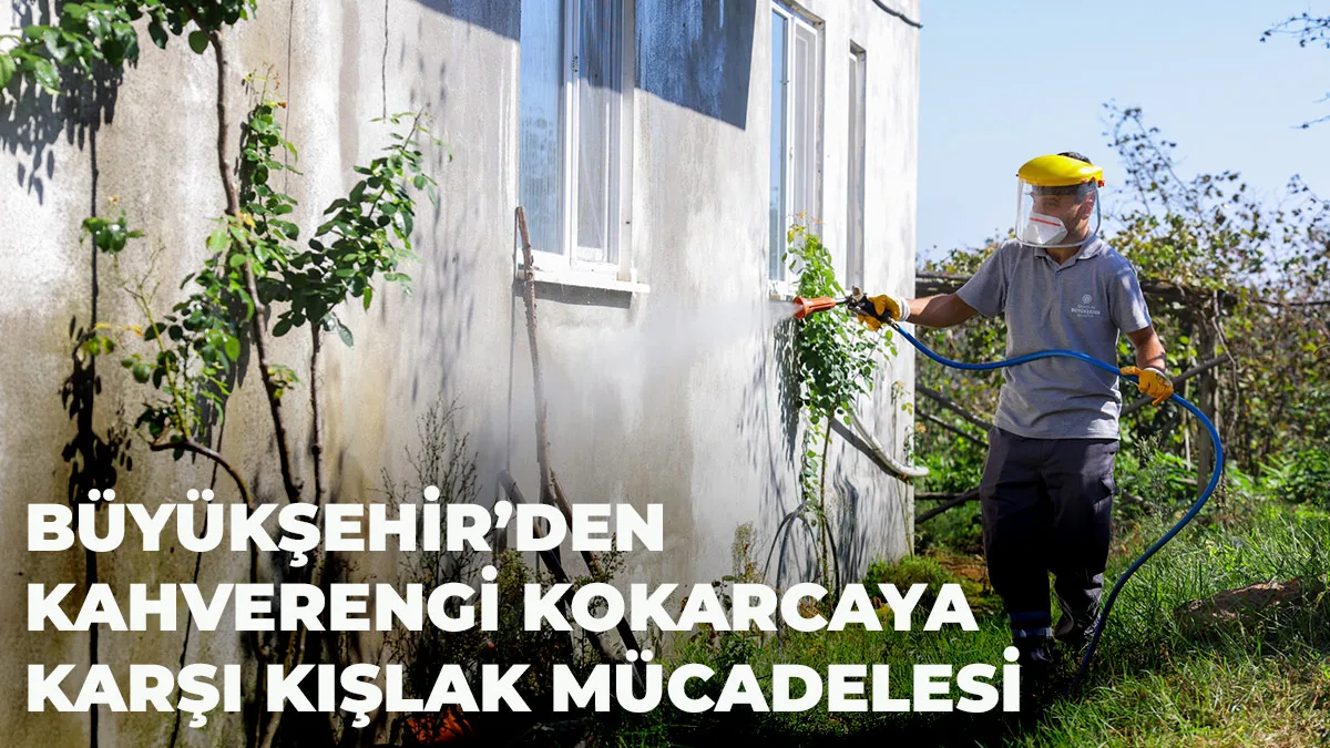 Büyükşehir’den Kahverengi Kokarcaya Karşı Kışlak Mücadelesi