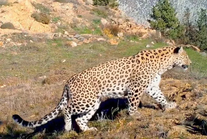 Nesli tükenmekte olan Anadolu Leoparı iki bölgede görüntülendi