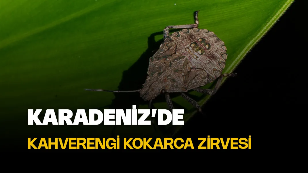 Karadeniz’de kahverengi kokarca zirvesi