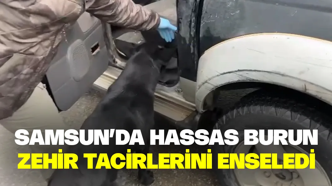 Samsun’da hassas burun zehir tacirlerini enseledi